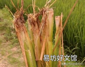水稻的种植步骤有哪些?有什么先后讲究吗?