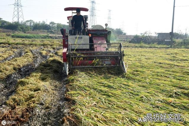 水稻的种植步骤有哪些?有什么先后讲究吗?