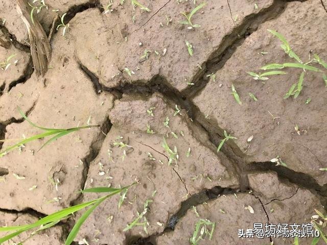 水稻的种植步骤有哪些?有什么先后讲究吗?