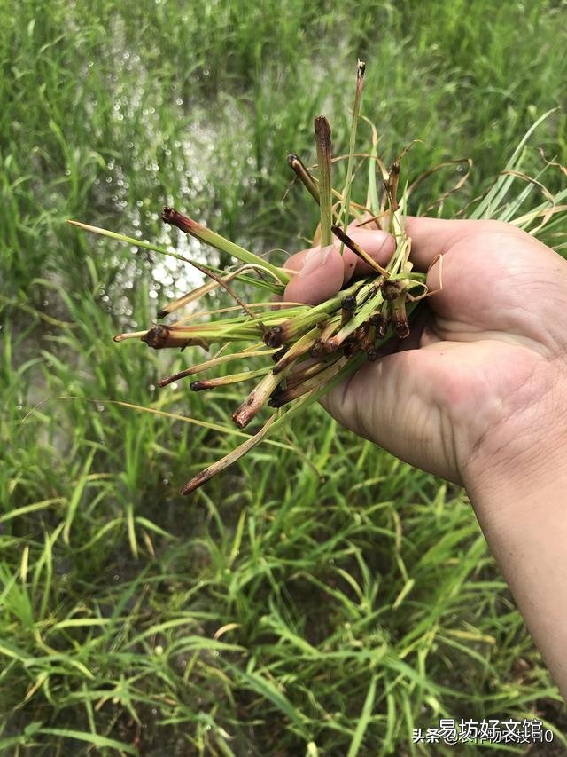 水稻的种植步骤有哪些?有什么先后讲究吗?