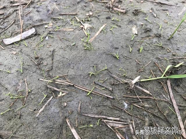 水稻的种植步骤有哪些?有什么先后讲究吗?