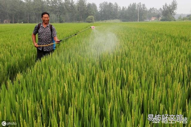 水稻的种植步骤有哪些?有什么先后讲究吗?