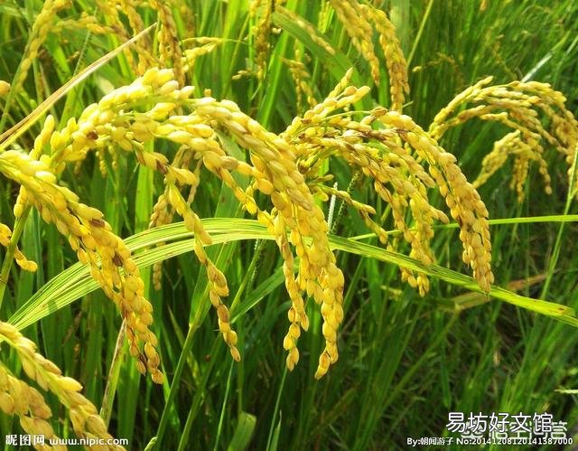 水稻的种植步骤有哪些?有什么先后讲究吗?