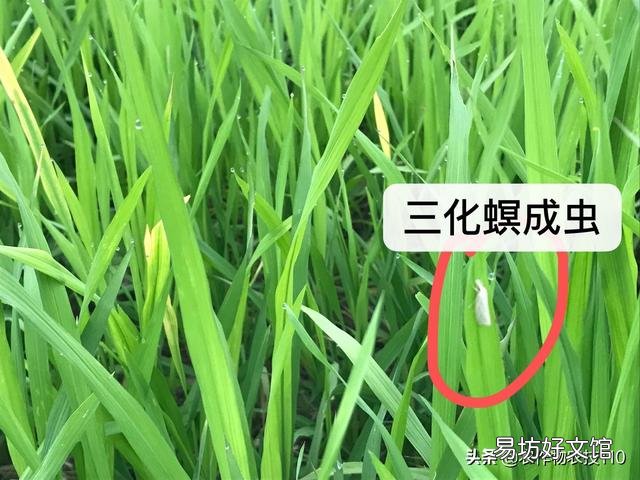 水稻的种植步骤有哪些?有什么先后讲究吗?