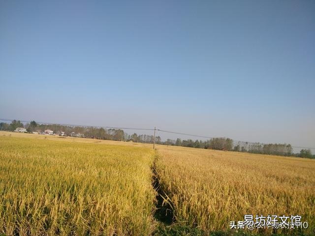 水稻的种植步骤有哪些?有什么先后讲究吗?