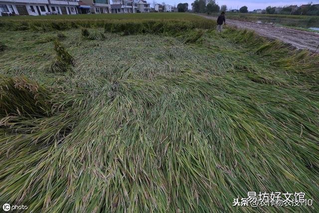 水稻的种植步骤有哪些?有什么先后讲究吗?