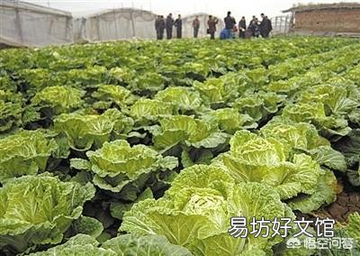 怎样种植农作物,才是老百姓需要的?