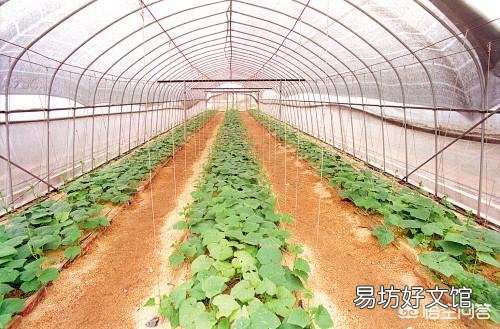 怎样种植农作物,才是老百姓需要的?