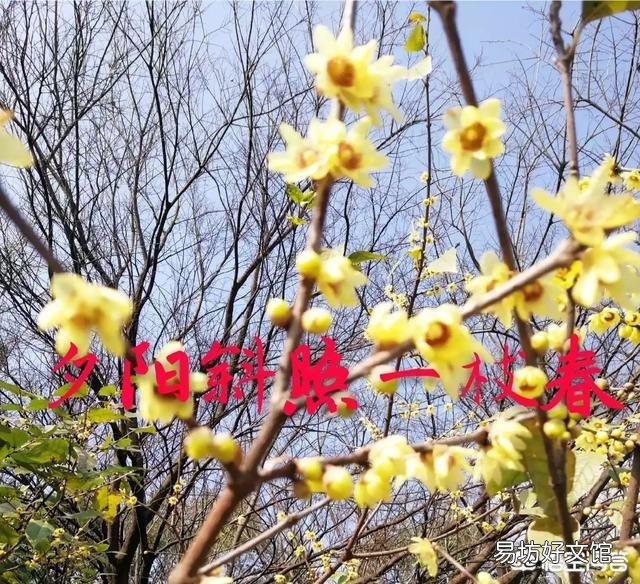 蛇友邀您对：夕阳斜照一枝春。请接联？