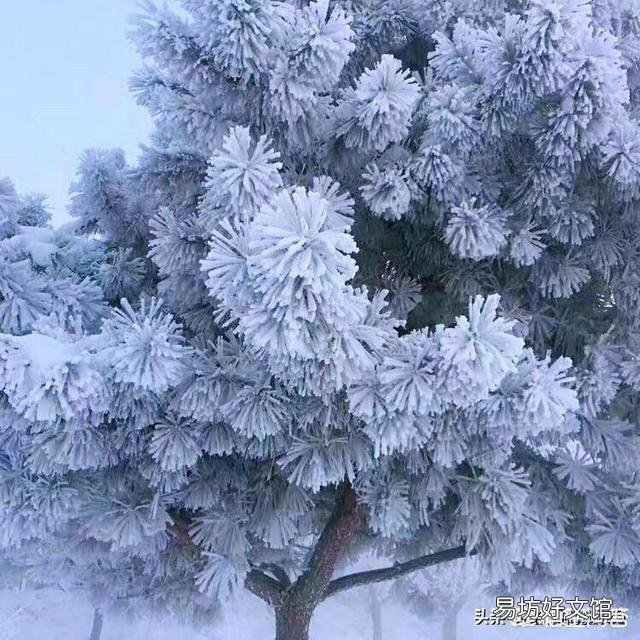 蛇友邀您对：夕阳斜照一枝春。请接联？