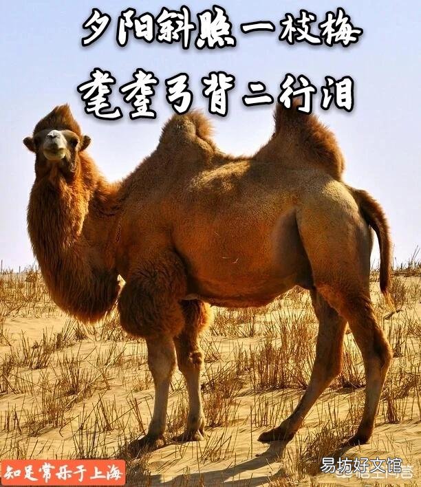 蛇友邀您对：夕阳斜照一枝春。请接联？