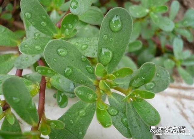 邀请你回答：马齿苋与苋草是同一样的品种吗？区别在哪里？
