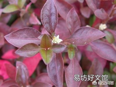 邀请你回答：马齿苋与苋草是同一样的品种吗？区别在哪里？