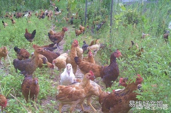 在农村圈养的土鸡和以前散养的土鸡哪种好?