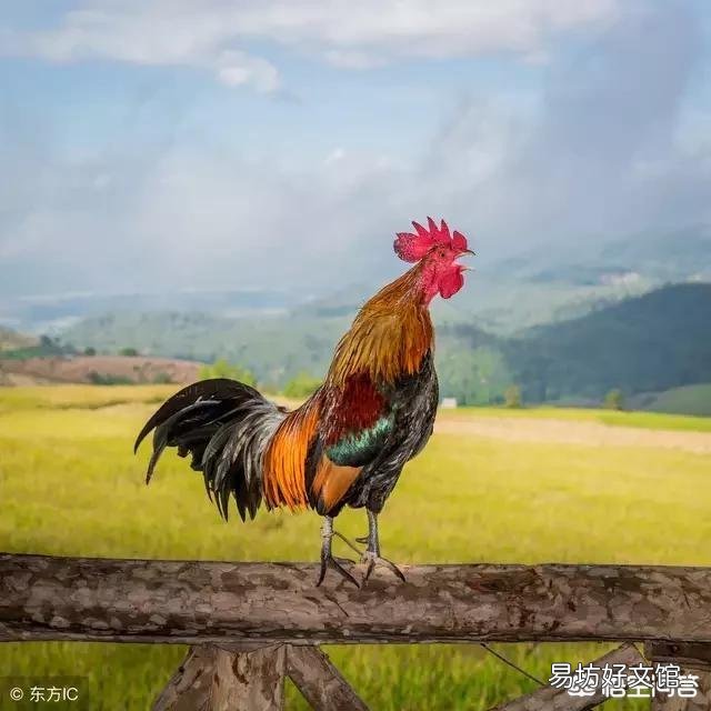 鸡群当中母鸡为何总跟着公鸡?