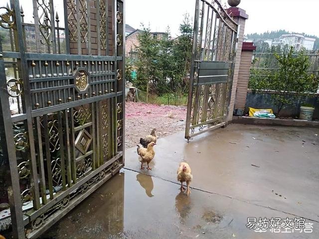 鸡群当中母鸡为何总跟着公鸡?