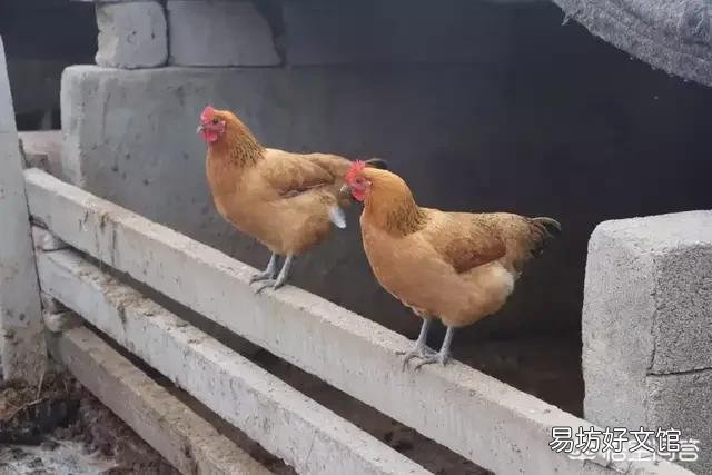 鸡群当中母鸡为何总跟着公鸡?