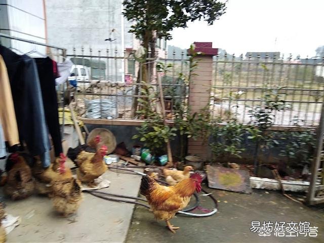 鸡群当中母鸡为何总跟着公鸡?