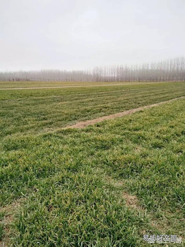 小麦的春季管理需要注意哪些事项?