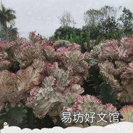 春天是花的海洋，你会每周出去欣赏吗？