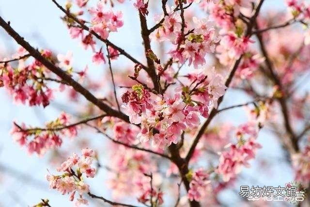 春天是花的海洋，你会每周出去欣赏吗？