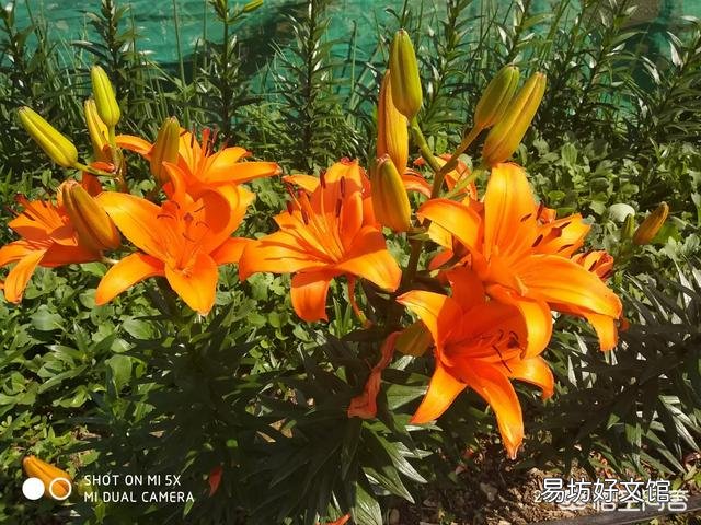 春天是花的海洋，你会每周出去欣赏吗？