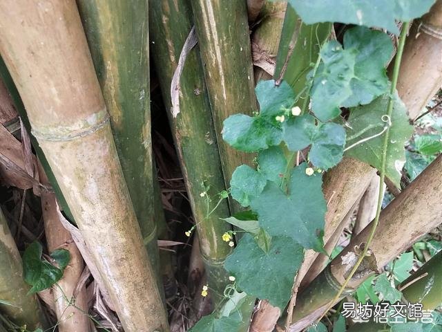 春天是花的海洋，你会每周出去欣赏吗？