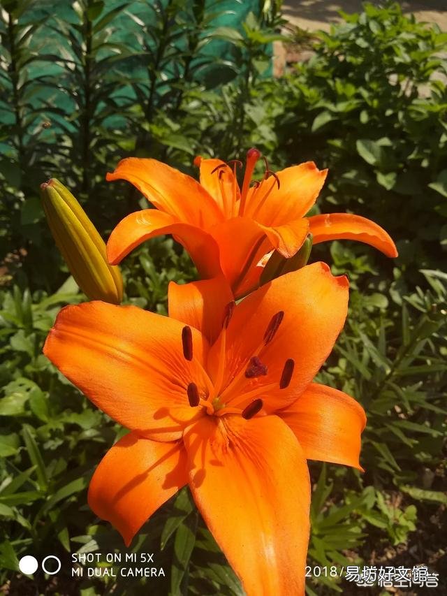 春天是花的海洋，你会每周出去欣赏吗？