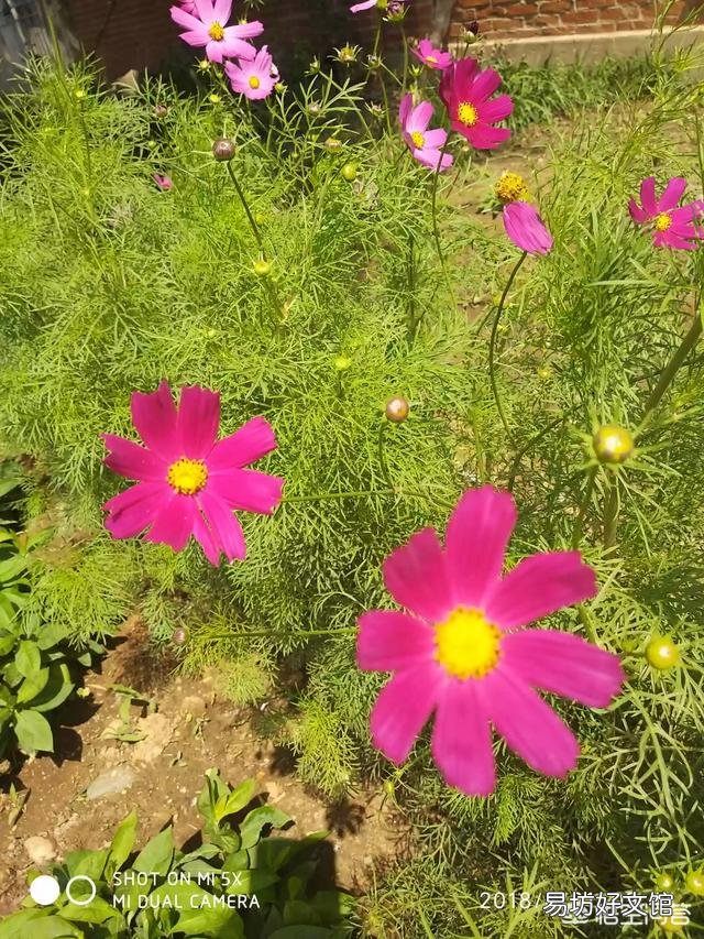 春天是花的海洋，你会每周出去欣赏吗？