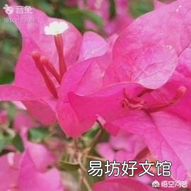 春天是花的海洋，你会每周出去欣赏吗？