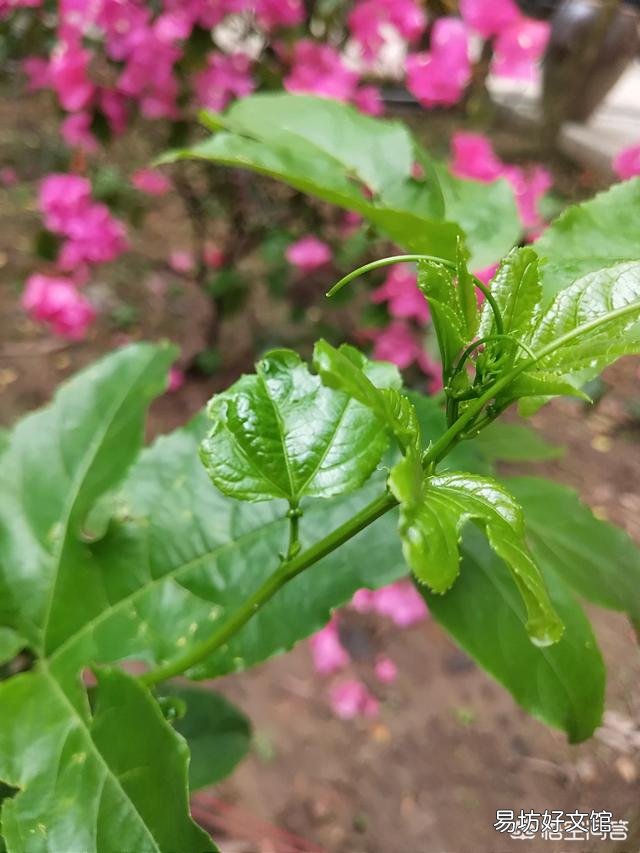 春天是花的海洋，你会每周出去欣赏吗？