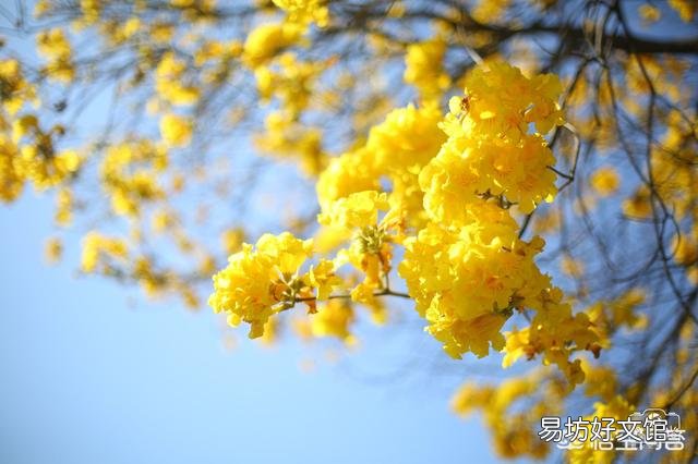 春天是花的海洋，你会每周出去欣赏吗？