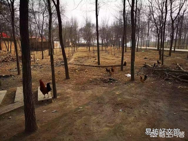 三个半月的土鸡公鸡,体重2斤半能好吃吗?