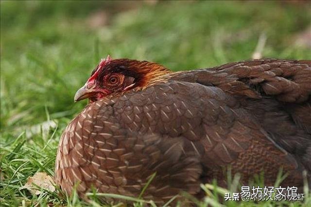 在农村你有哪些方法使母鸡不抱窝,让抱窝母鸡及时醒抱?