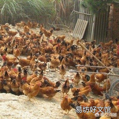 在农村你有哪些方法使母鸡不抱窝,让抱窝母鸡及时醒抱?