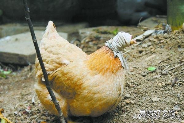 在农村你有哪些方法使母鸡不抱窝,让抱窝母鸡及时醒抱?