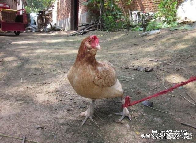 在农村你有哪些方法使母鸡不抱窝,让抱窝母鸡及时醒抱?