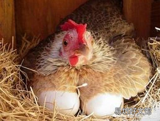 在农村你有哪些方法使母鸡不抱窝,让抱窝母鸡及时醒抱?