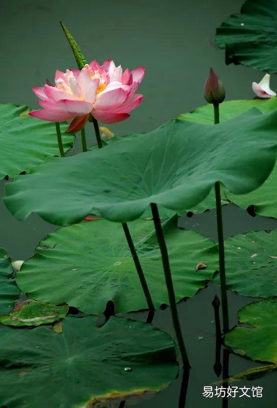 蛇友邀您对:花前细细柳丝摇。请接联?