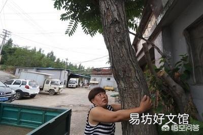 过去有些农村为啥爱用椿树做婚床?有什么益处呢?