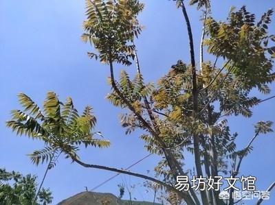 过去有些农村为啥爱用椿树做婚床?有什么益处呢?