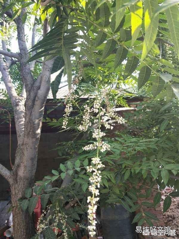 过去有些农村为啥爱用椿树做婚床?有什么益处呢?
