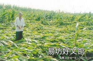 农业小麦玉米保险是必须要交的吗?倒伏了能赔多少?