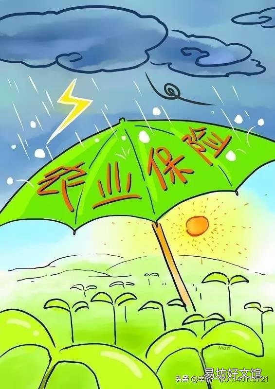 农业小麦玉米保险是必须要交的吗?倒伏了能赔多少?