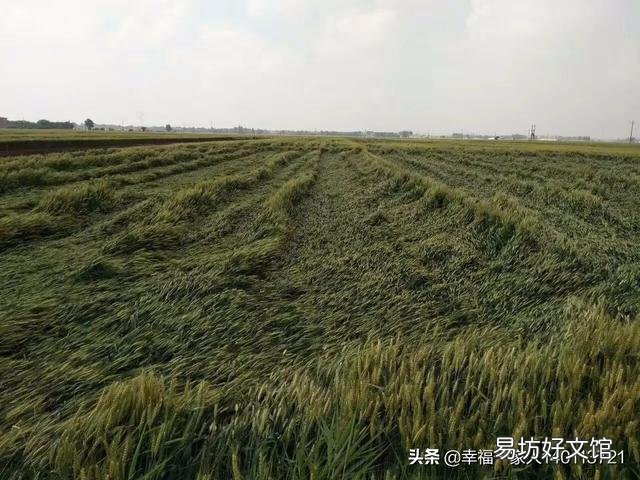 农业小麦玉米保险是必须要交的吗?倒伏了能赔多少?