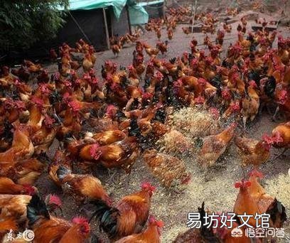 农村老母鸡下的蛋,如何分辨受精与否?
