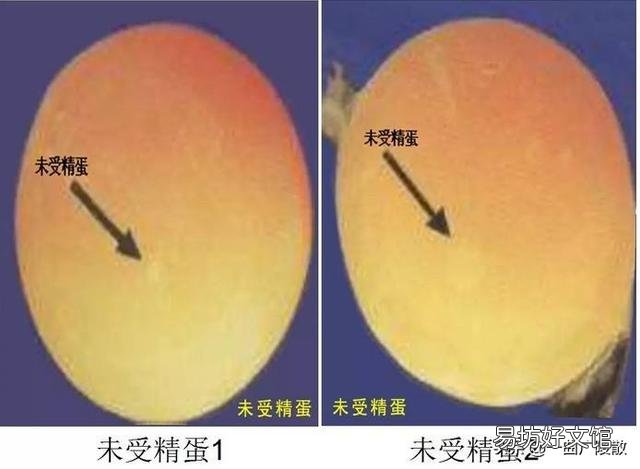 农村老母鸡下的蛋,如何分辨受精与否?