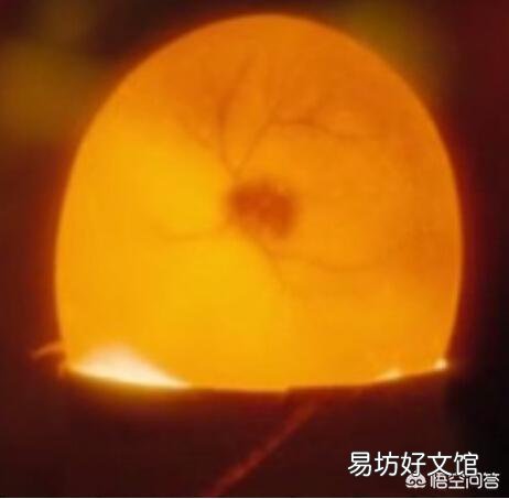 农村老母鸡下的蛋,如何分辨受精与否?