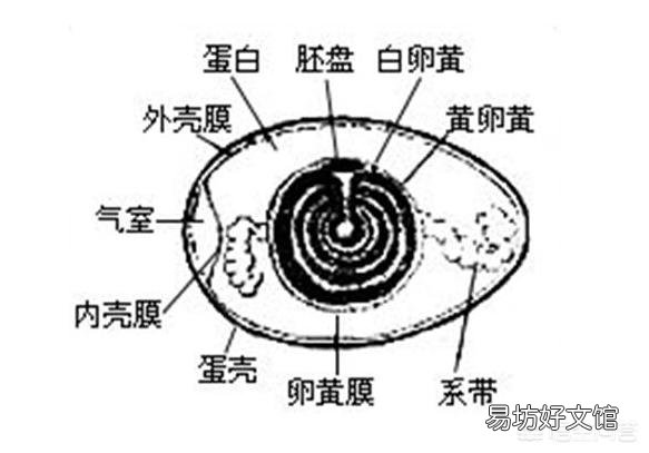 农村老母鸡下的蛋,如何分辨受精与否?