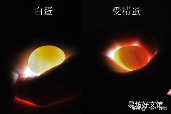 农村老母鸡下的蛋,如何分辨受精与否?